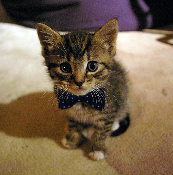 cute_kitten_with_bow_tie.jpg